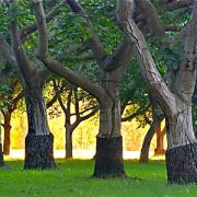 walnut trees