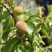 almond-tree