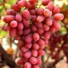 Grape-Crimson-Seedless-841
