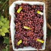 Lazzara-grapes-blog-post-march-1